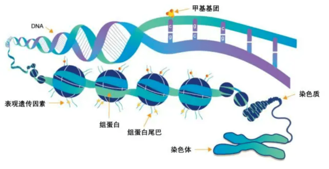 为理解衰老的基因表达调控和关键信号