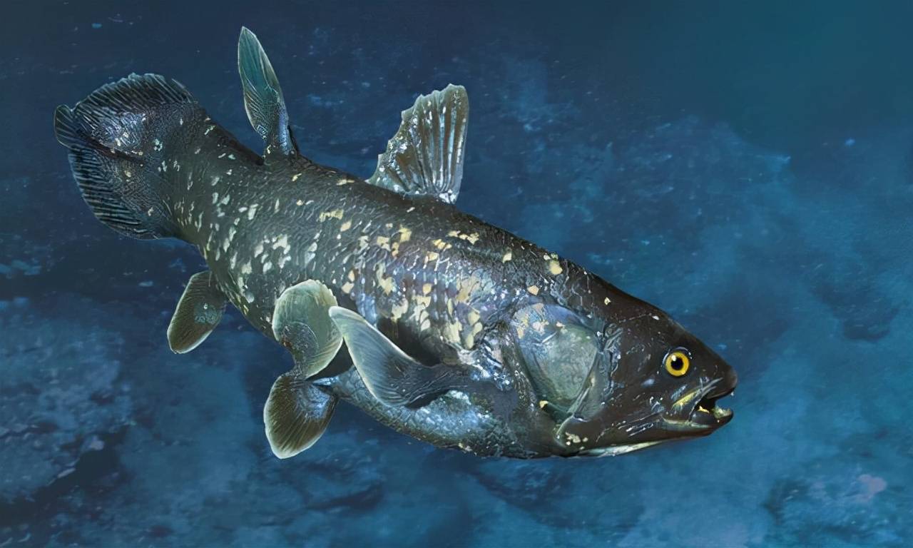 3亿年前一条会"走路"的鱼,它逃过了4次大灭绝,至今还活着_生物_火山