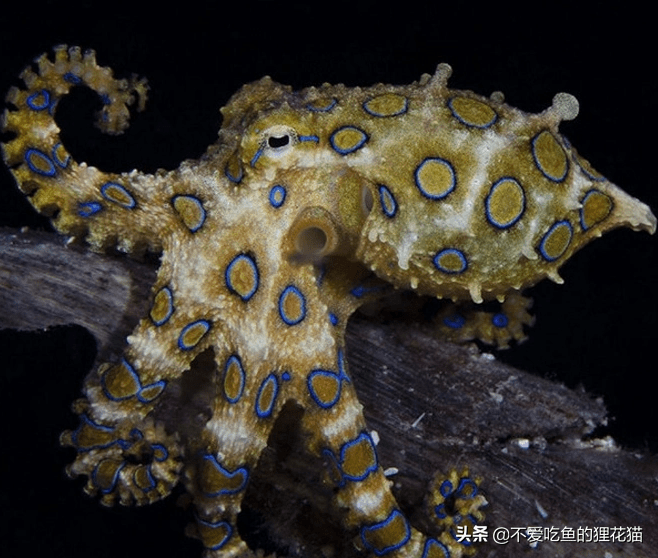 最毒章鱼 没有天敌的威胁 大自然是公平的 它仅有一次繁殖机会 蓝环 生物 澳大利亚
