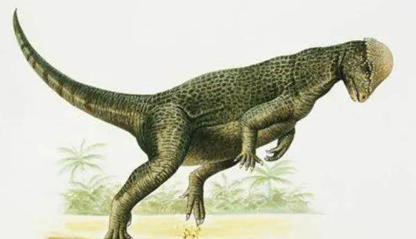 原创倾头龙厚头龙类小型恐龙长25米颅骨长刺