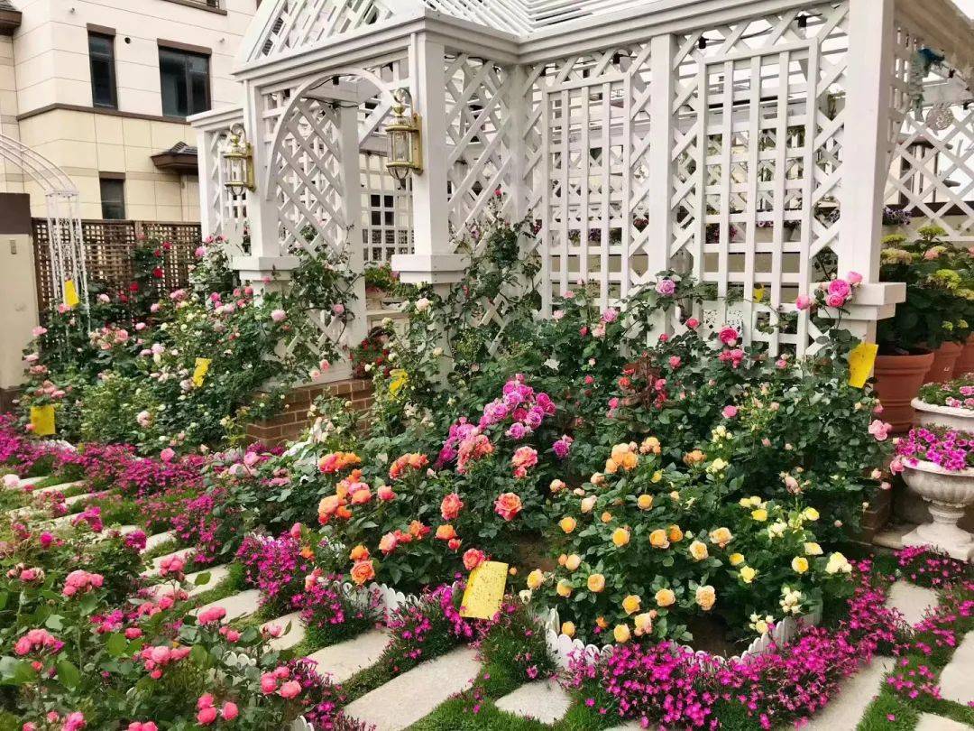 原创海妈花园拜访北方花友种花9年在海边拥有自己的玫瑰花园