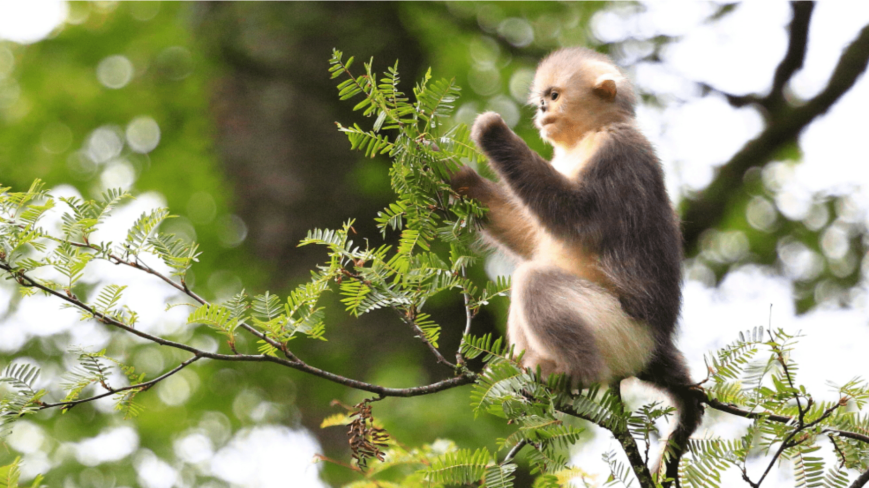 原创会笑的猴子滇金丝猴世界上唯一的最接近人类的红嘴唇动物