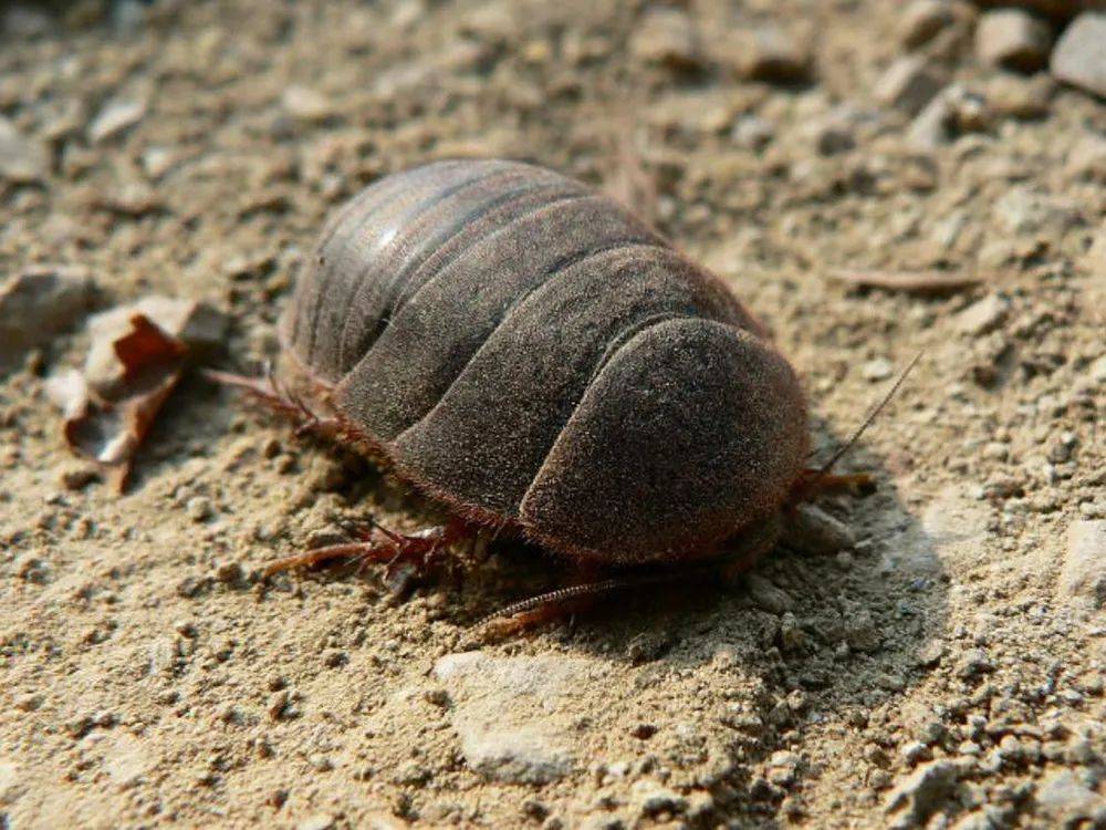 俗称"土鳖",过去农村土房子里一挖一窝,如今40元一斤成稀罕货_养殖_昆