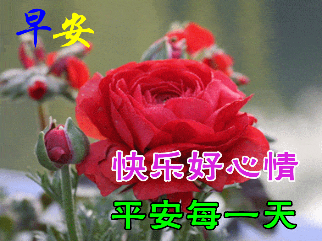 9月5日最新特漂亮早上好鲜花图片带祝福语 2022最美早安问候动态图片鲜花带字_人生_因为_朋友