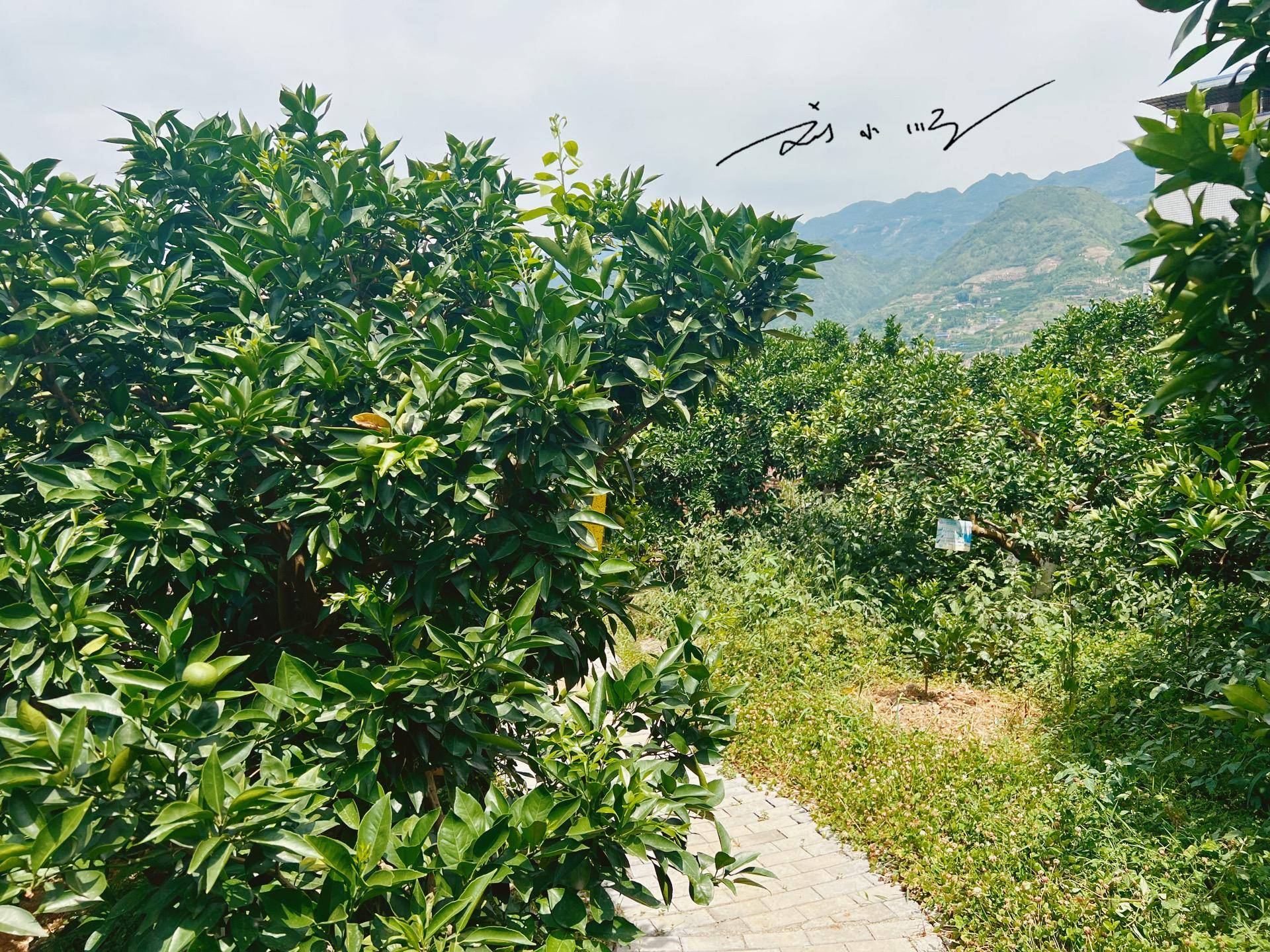 重庆奉节“最值钱”的脐橙树，已经快70岁，每年采摘权都拍出天价