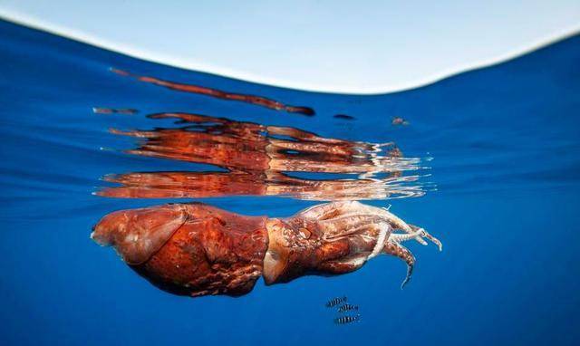 抹香鲸vs巨鱿图片
