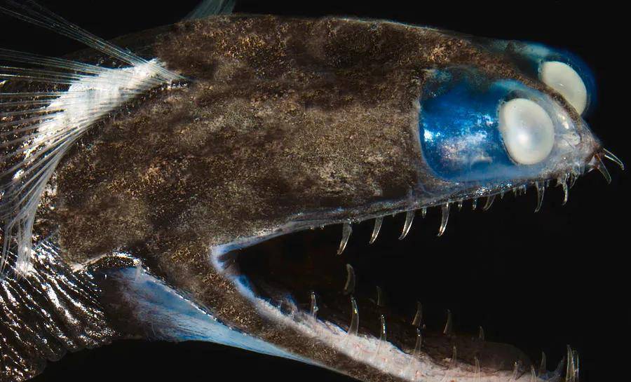 原创对我就长得这么奇怪我的名字更奇怪