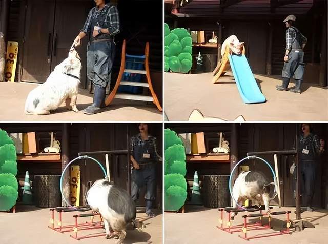 从濒临倒闭到年收入超54亿日元mokumoku农场起死回生的关键点