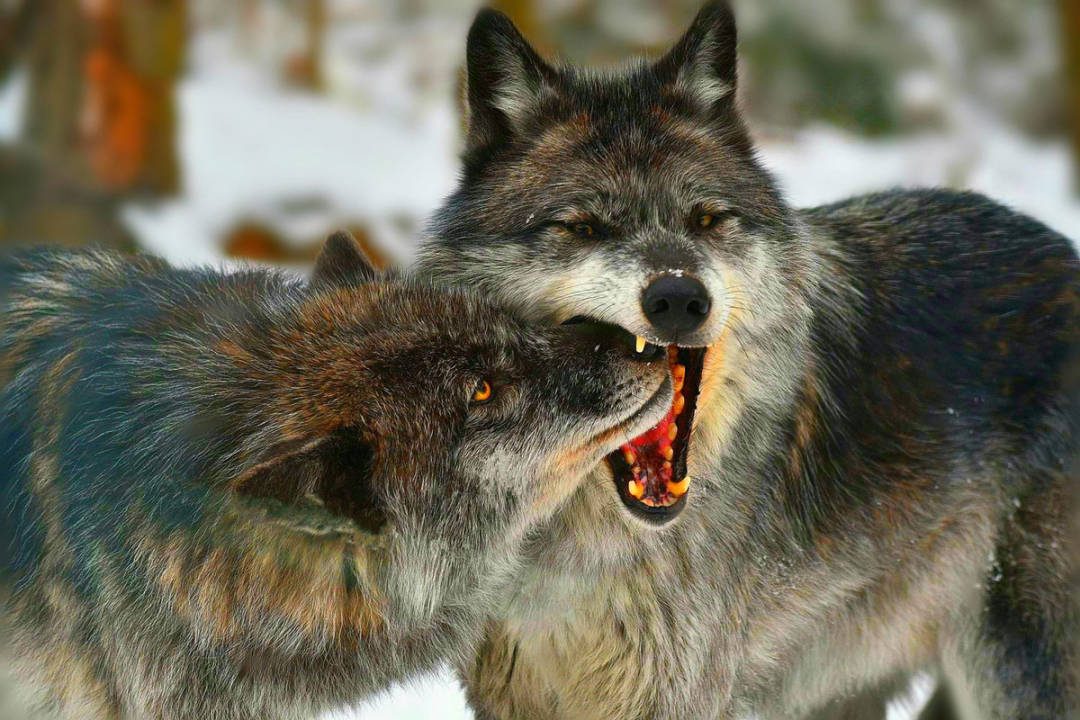 原创狼到底有多凶猛一个手持铁棍的成年男子能斗得过一头狼吗