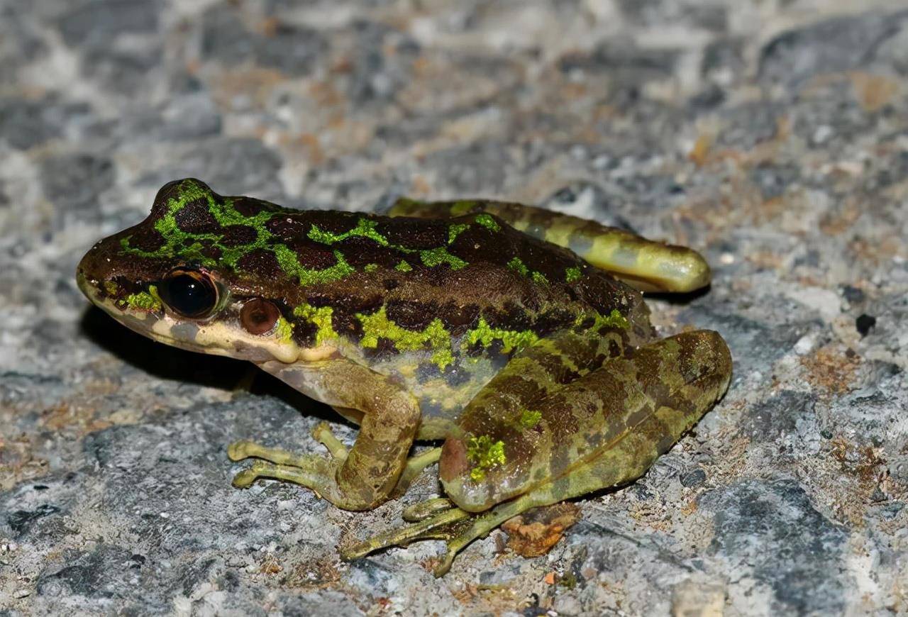 原创极其罕见天目臭蛙惊现浙江桐庐仅此1只全球仅中国2个分布点