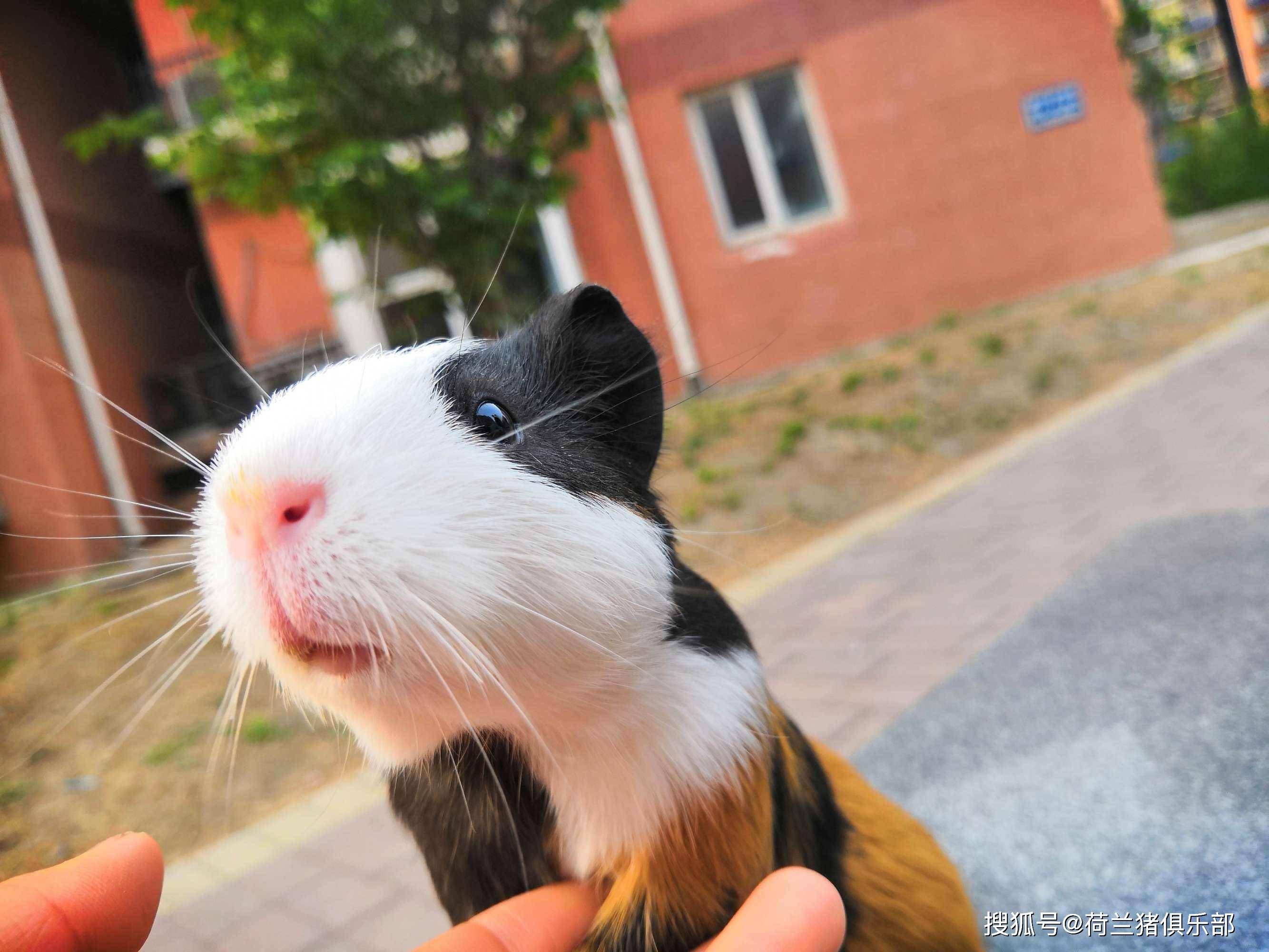 荷兰猪训练上手技能你真的会做吗