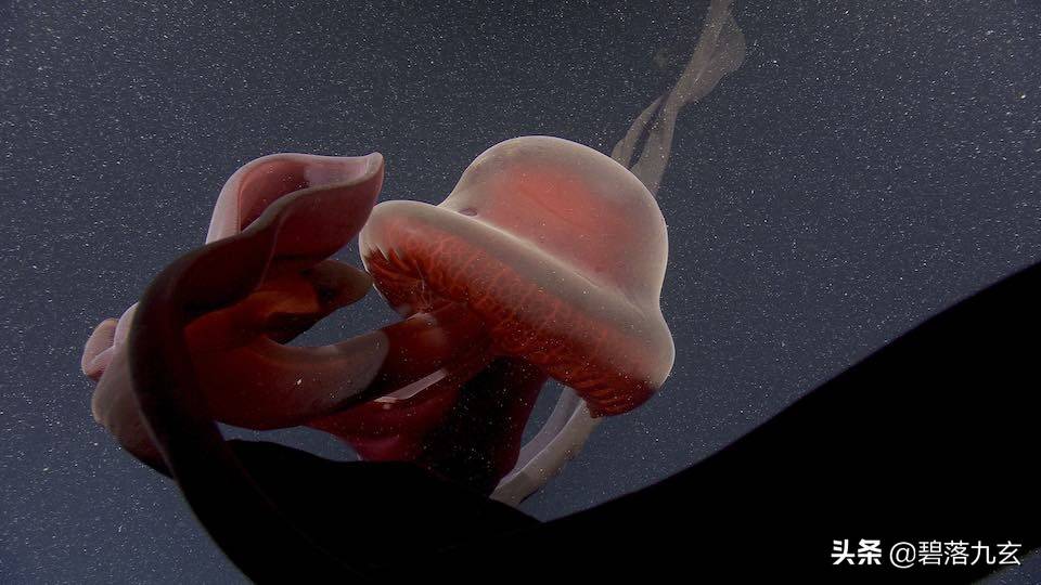 来自海底3200英尺的巨型幻影水母的罕见照片