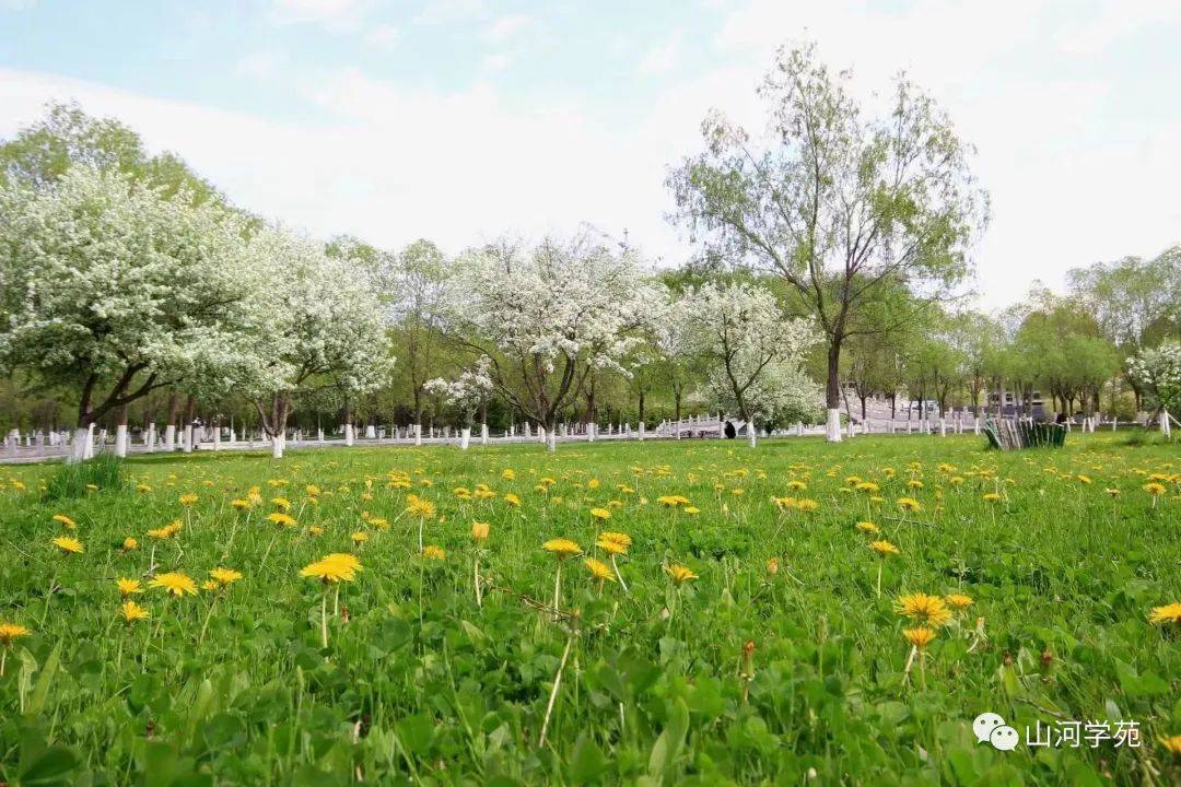 北安人民公园_柳池_游人_规划设计院