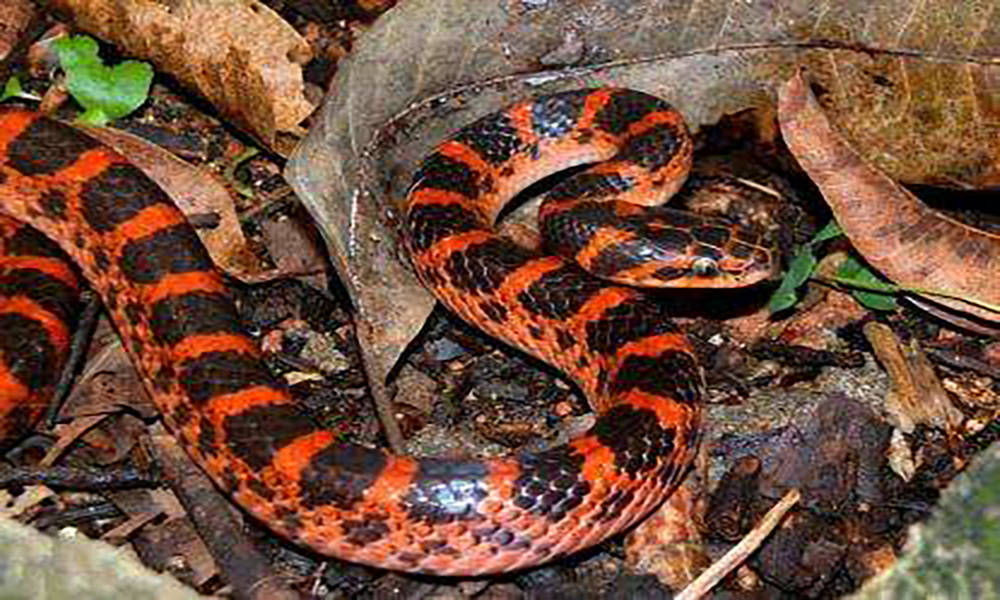 原创颈槽蛇无毒蛇却含有剧毒并且还能从食物中提取毒液