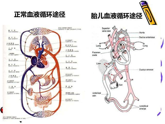 脐周静脉网图片