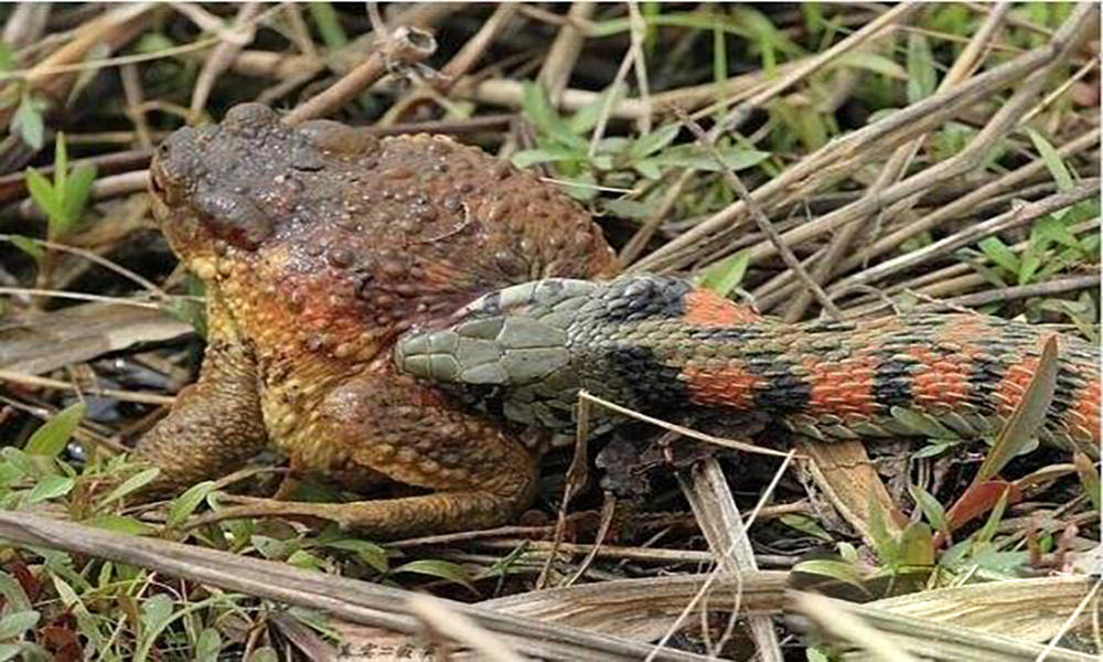 原创颈槽蛇无毒蛇却含有剧毒并且还能从食物中提取毒液