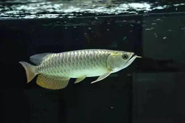 原创海洋十二生肖三水中贵族龙鱼与丑萌的海洋猛蛇海鳗