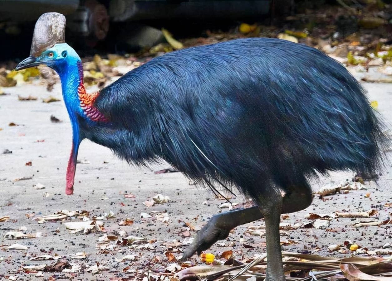 澳大利亚动物有多可怕图片