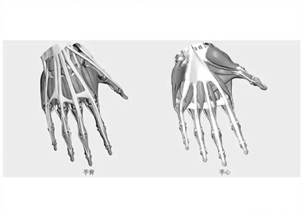 1,在进行手部塑造时,要把握好手骨的结构特征,关节特征,手背表层肌腱