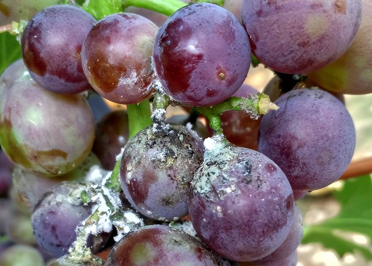 果穗后期诱发煤污病,造成烂果.