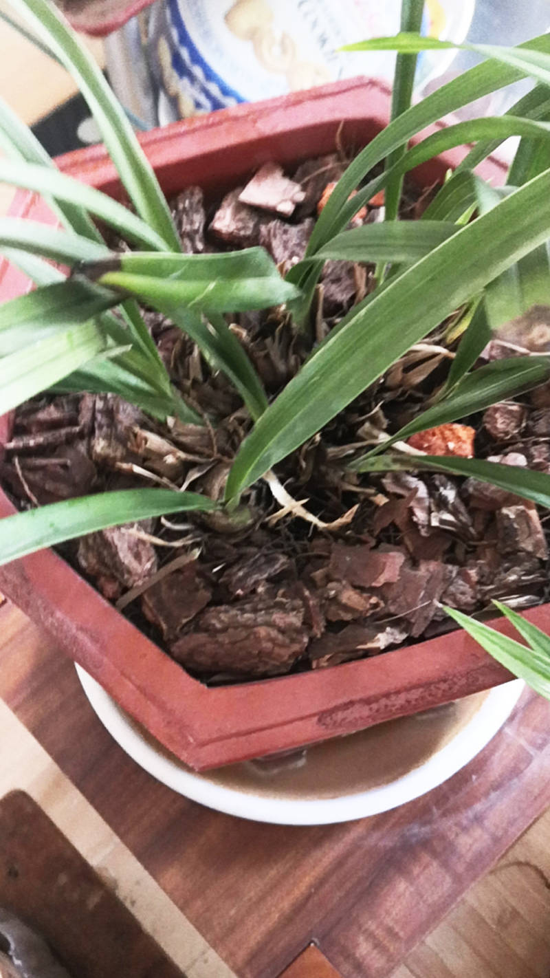 兰友养的兰花一到夏季就烂大花蕙兰每年都腐烂帮他找出了原因