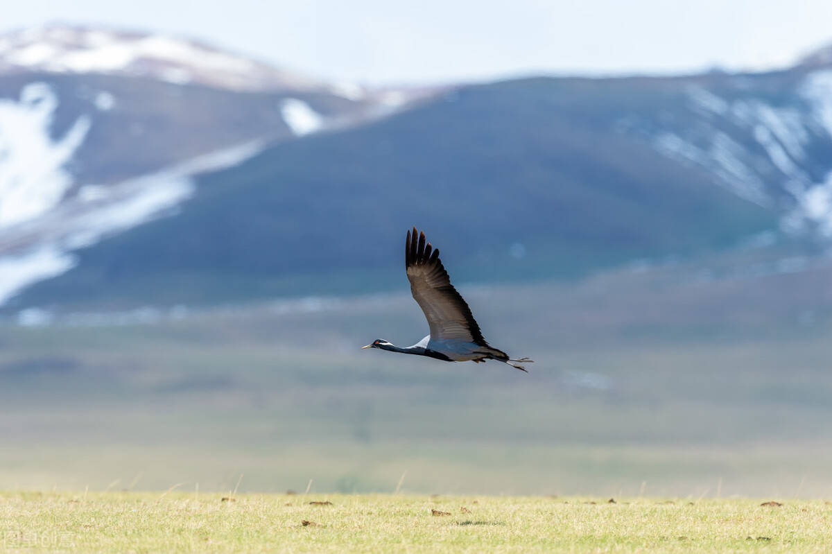 翻越珠峰,与金雕对决,蓑羽鹤4500公里的艰难迁徙之路_鸟类_飞行