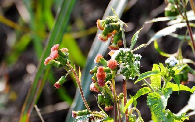 原创它叫解放菜在农村也叫红军菜你认识它吗