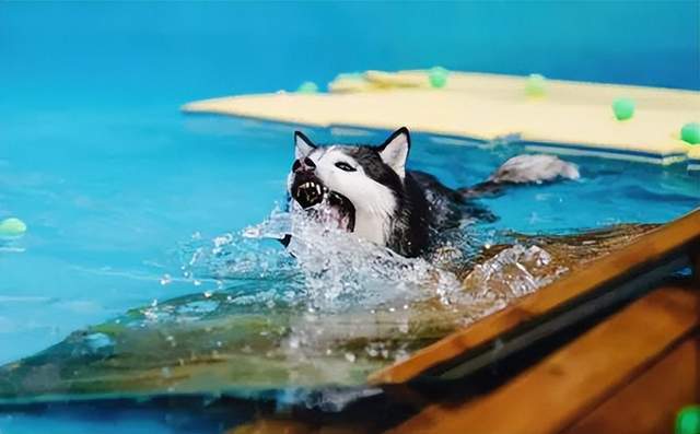 网友带两哈士奇去游泳结果下一秒不忍直视了笑喷