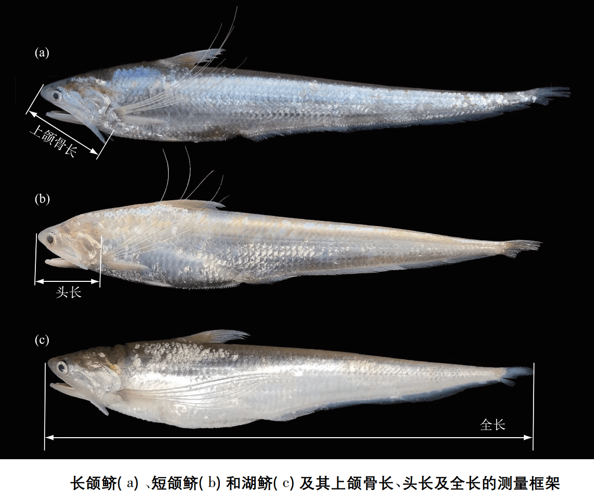 长江禁捕:刀鱼现身安徽滁州,它价值有多高?_水生物_养殖_江豚