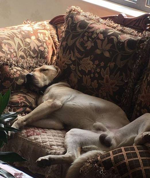 这只狗狗的睡姿太销魂,霸道地抢了整个沙发