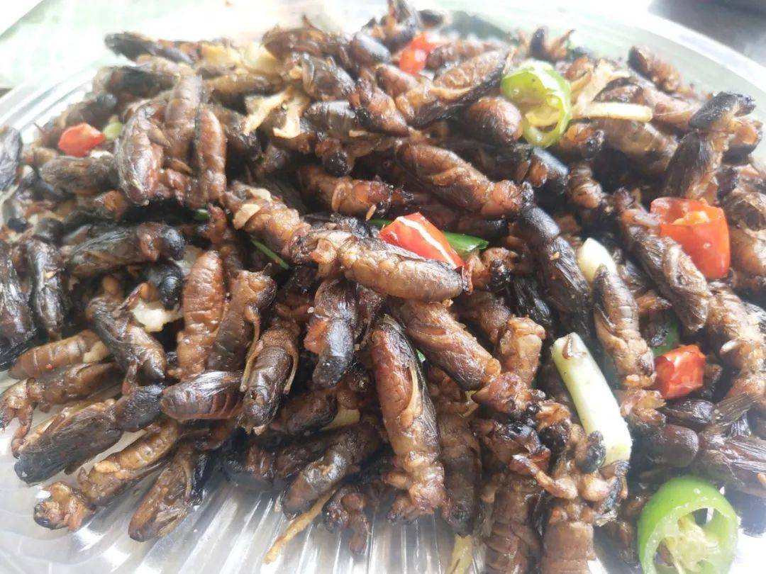 (油炸蝼蛄,据说很好吃)蝼蛄有价值,自然就有市场了,但由于它对农作物