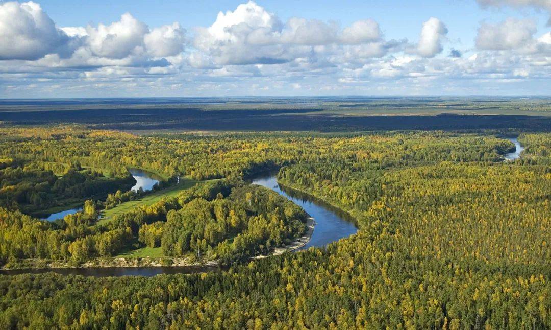 俄罗斯森林面积三年来首次增长,达到近12亿公顷