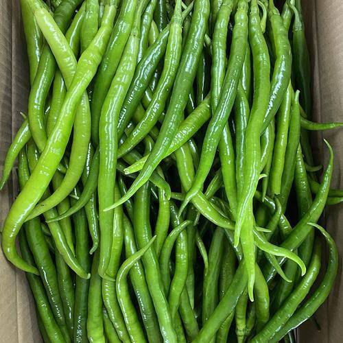 原创司机运送蔬菜走绿通被拒收费员这是线椒不算辣椒