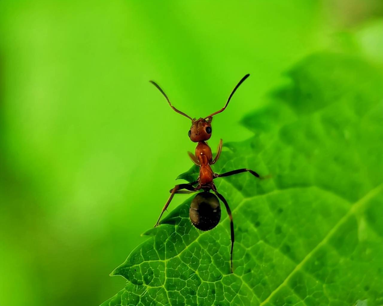 蚂蚁的“大智慧”它们在5000万年前就创造了自己的“农业文明”_真菌
