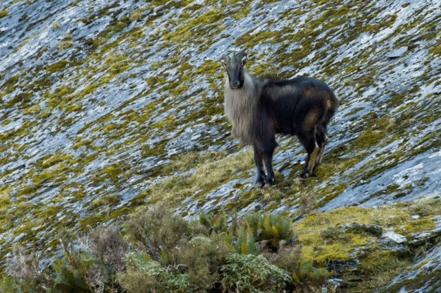 在中國是一級保護動物,在新西蘭卻成為了有害物種_喜馬拉雅_活動_瞳孔