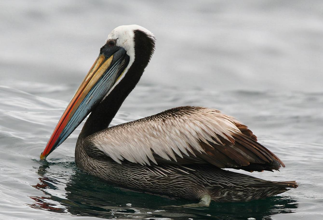 世界"最贪吃"的鸟,遇见什么都想咬一口,被称为"鸟中广东人"_鹈鹕_动物