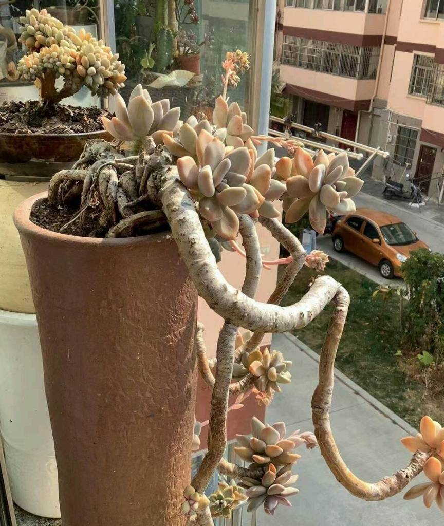 养多肉从小院到阳台,不忍舍弃的3个品种,没状态也喜欢_美人_养护_唐印