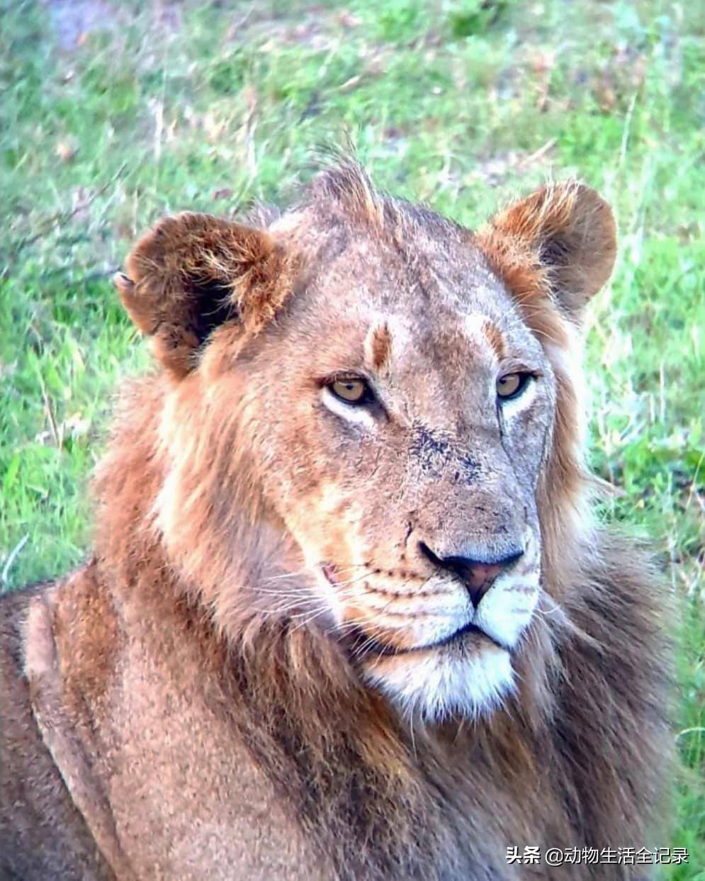 渥太华狮群少年团:四名少年依旧茁壮成长,未来在哪里呢_马五_雄狮