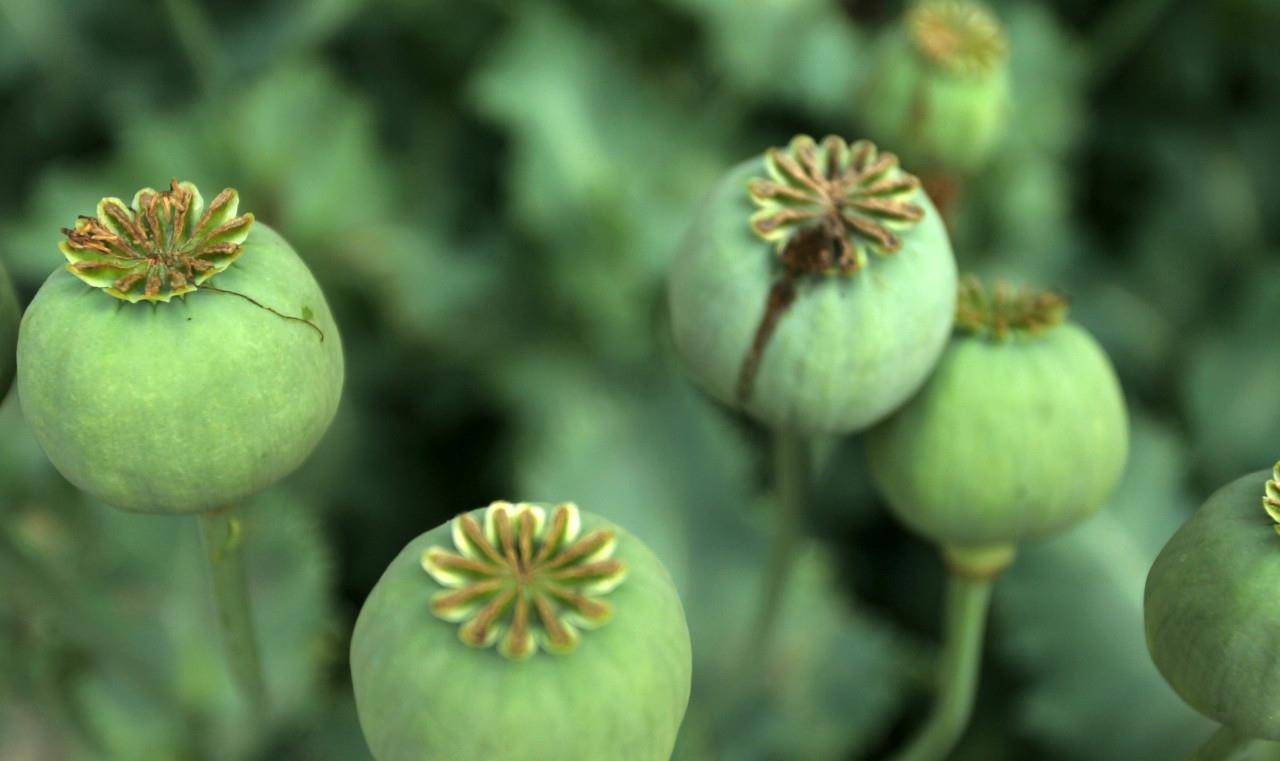 它是良药,也最伤人,私自种植一棵都是违法的_罂粟_草本植物_麻醉