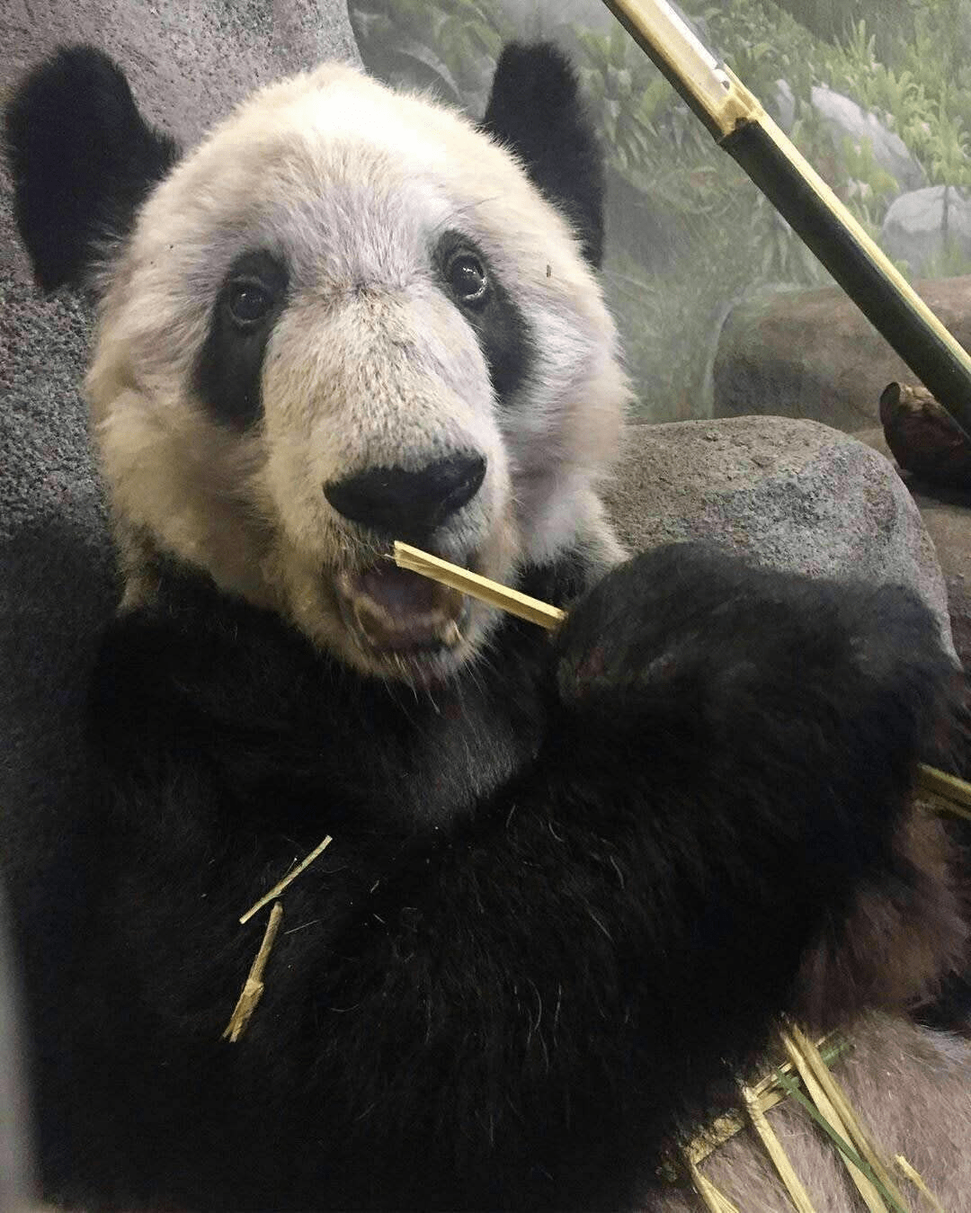 原創國寶熊貓在國外遭受虐待雙眼無神瘦骨嶙峋國人心疼地發出質問