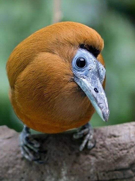 三色伞鸟——多么有意思的小鸟啊,前半个脑袋看起来像秃头,后半个脑袋