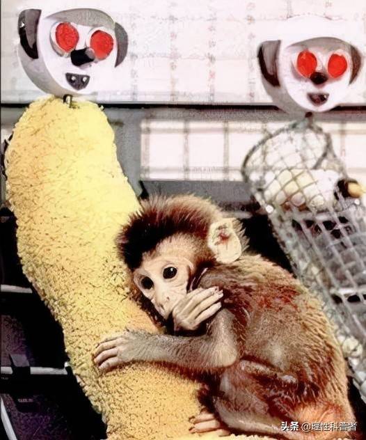 恒河猴实验,残忍的实验,理性地思考_孩子_妈妈_安全感