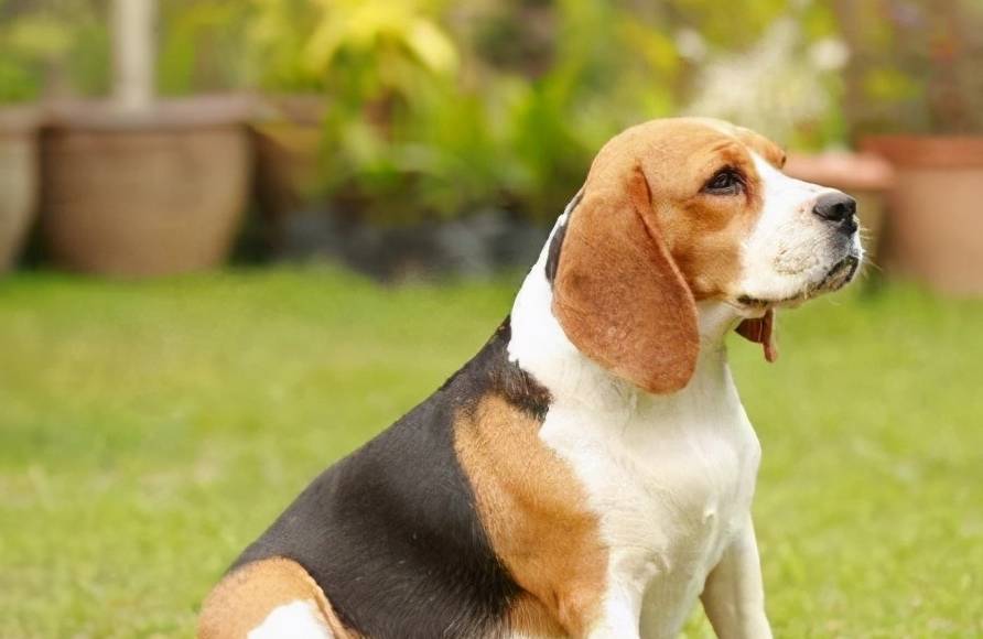 比格犬的缺点:想养一只史努比,被劝退了_狗狗_低脂肪_控制