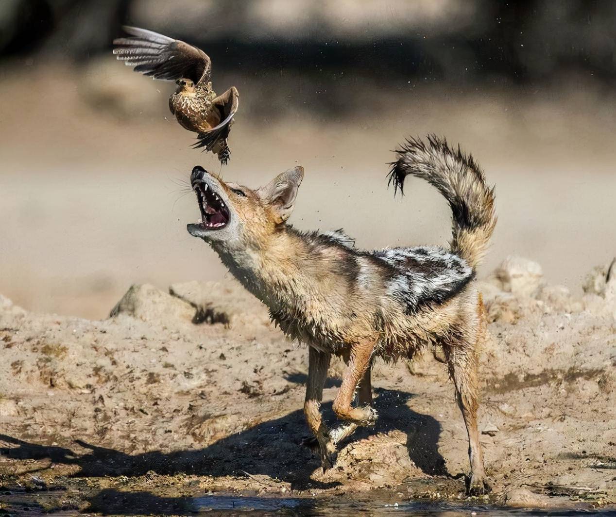 原创动物趣闻它是最小的胡狼体型还不如家犬