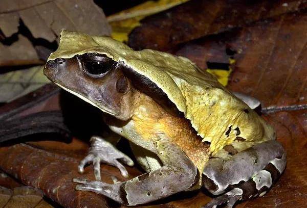 原创作为一只蛤蟆我已经很努力了