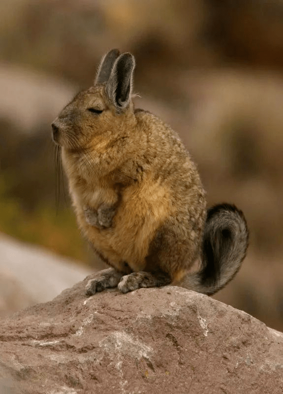 一条长长的尾巴暴露了这货的真实身份,山绒鼠体型小而肥胖,乍一看还真