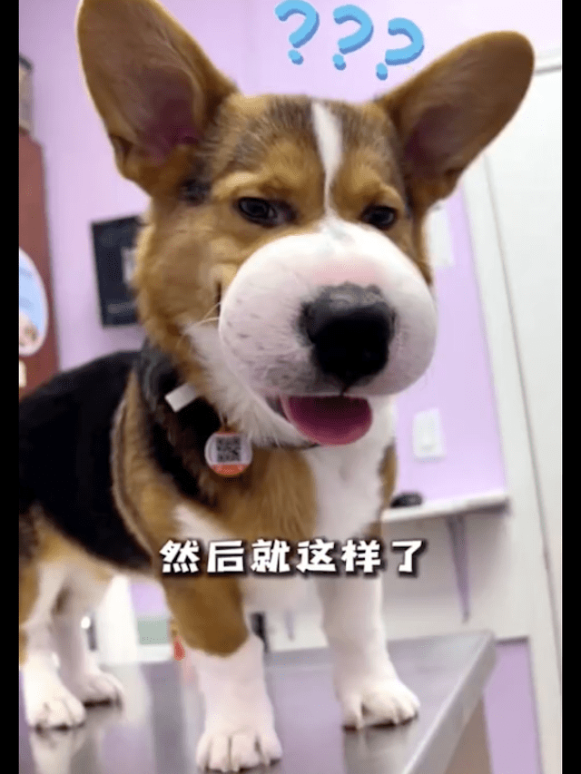 原创狗狗招惹蜜蜂被蛰了脸都肿得像是个大头皮鞋太好笑了吧
