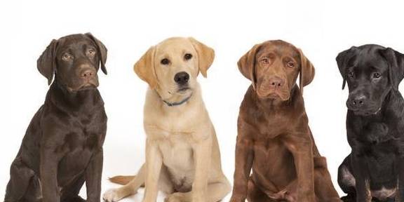 原创拉布拉多被评为最好的猎犬和导盲犬优点无数这种狗狗好想要