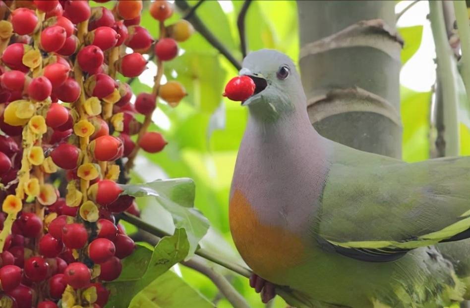 原創罕見的紅頸綠鳩飛入尋常百姓家成功孵出小鳥