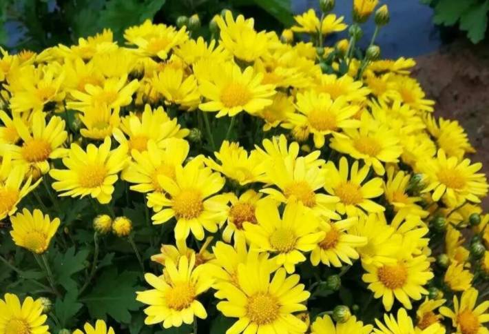 天热养菊花 甭错过它 多晒晒太阳 一整夏花开不止 夏菊天 修剪 枝叶